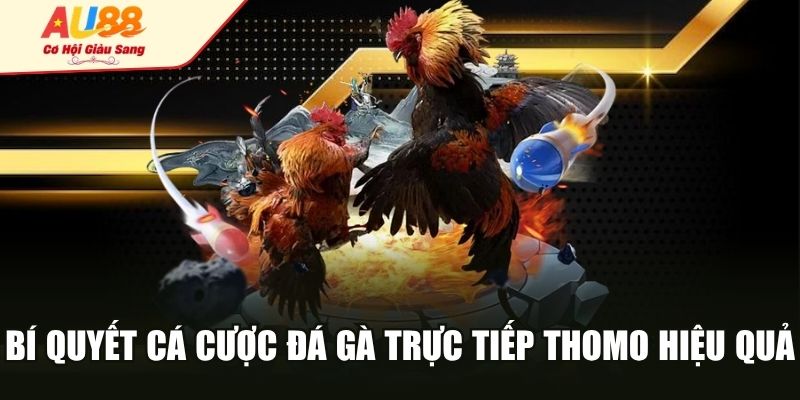 Bí quyết cá cược đá gà trực tiếp Thomo hiệu quả
