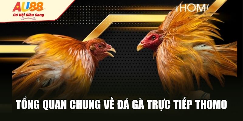 Tổng quan chung về đá gà trực tiếp Thomo